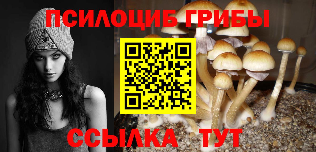 Псилоцибиновые грибы Psilocybe  наркошоп  Махачкала 